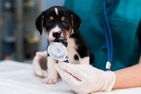 Online Vet Diagnostics